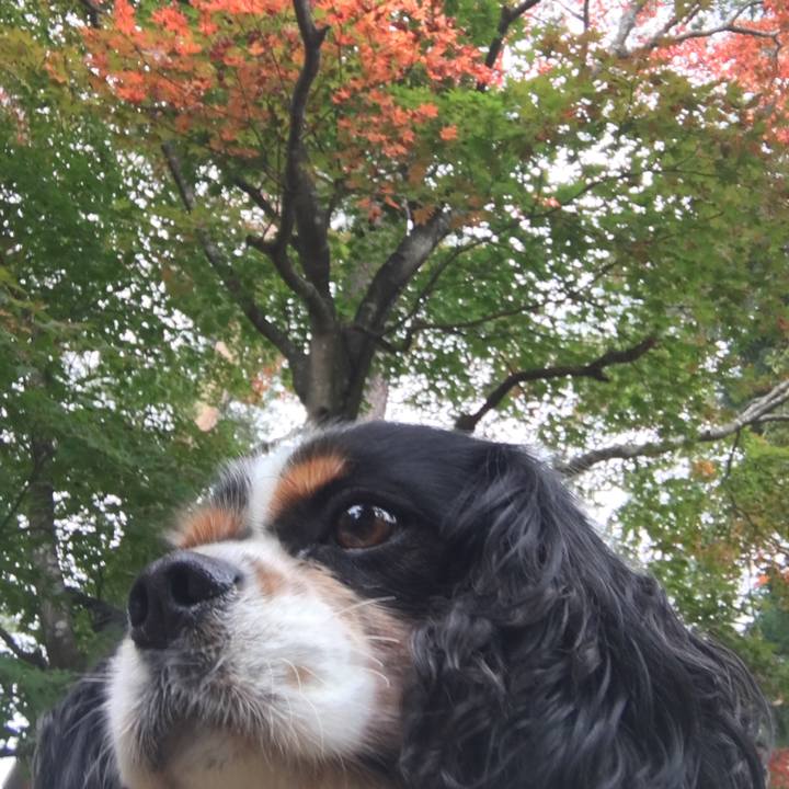 2a6b6d5b ce53 4b38 a649 4c30d06950e4 1508304704683