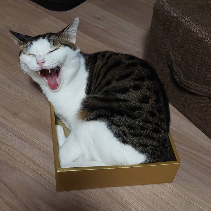 2a6b6ed1 4f8e 468c 93a5 6018bb8d25d3 1764850929654