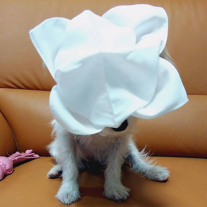 2a6bb270 0ad4 4dcc bd4c 47a0f5b74bd9 1555252992324