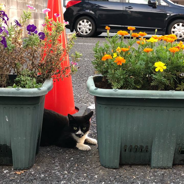 2a6c1fea f661 416a 8fd1 97285b67e220 1531659485921