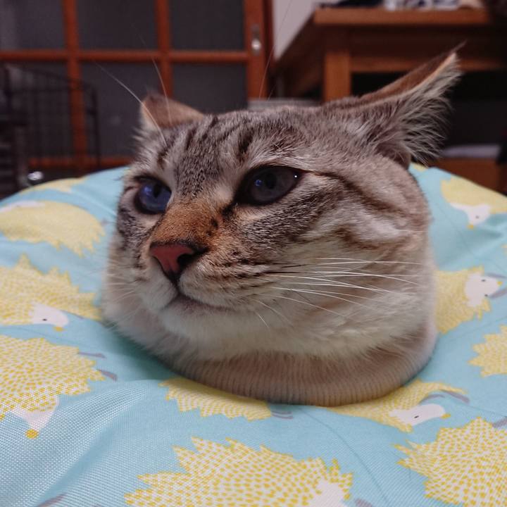 2a6cfdbb 5f45 423d b57d 1a033ed3c22a 1517928084268