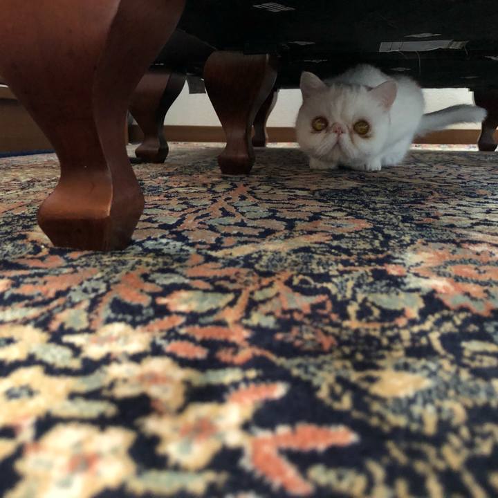 2a6da488 61e4 4555 8cc0 6406e531ffb8 1587993222959