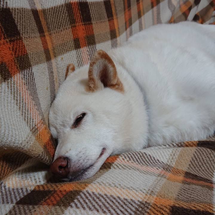 2a6e740f f3cc 4a48 91ce 187cf5874e77 1585057566067