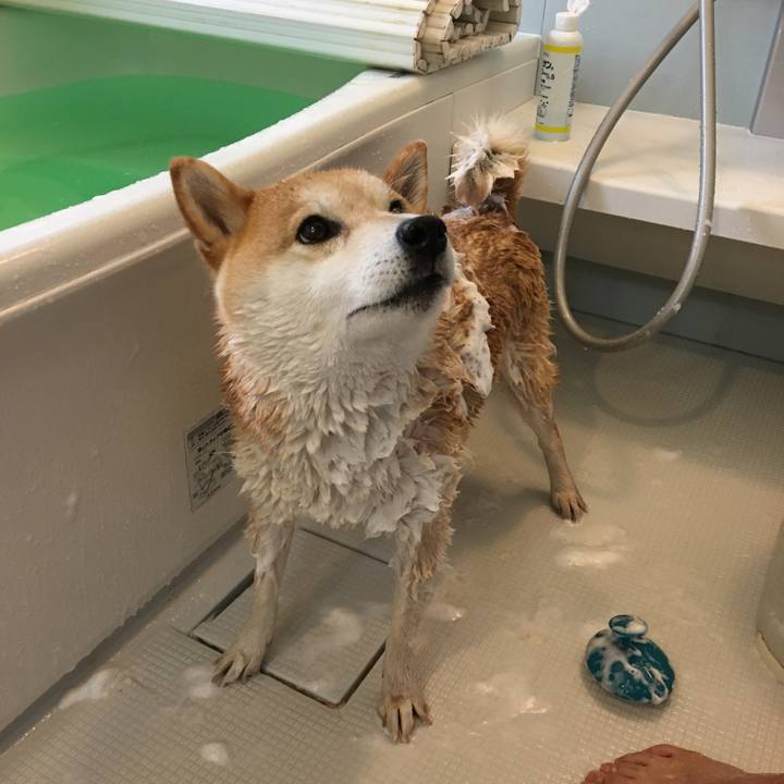 2a6f53db 2a6c 434c 9edc 46e43e264074 1586586412930