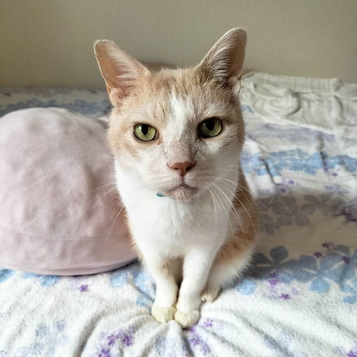 2a70a4fd c8ca 4c87 88f8 7faae185f867 1665530368162