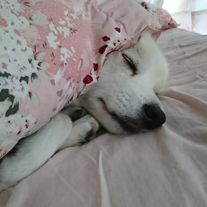 2a735a1c 7023 4817 a666 c09caec8c920 1542147619300