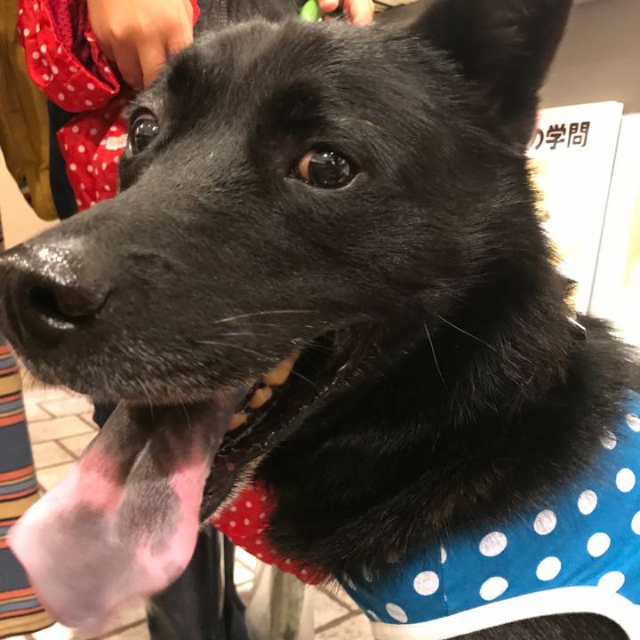 2a73c402 1e66 481f 9f55 ce1f463902b0 1508636441183