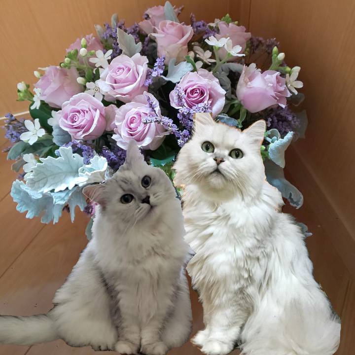 2a747f18 6058 431a ad56 59e4fd8d748c 1586415436288