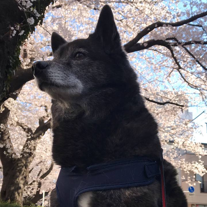 2a7796c9 629b 433f 9293 8b103e95e659 1554446673316