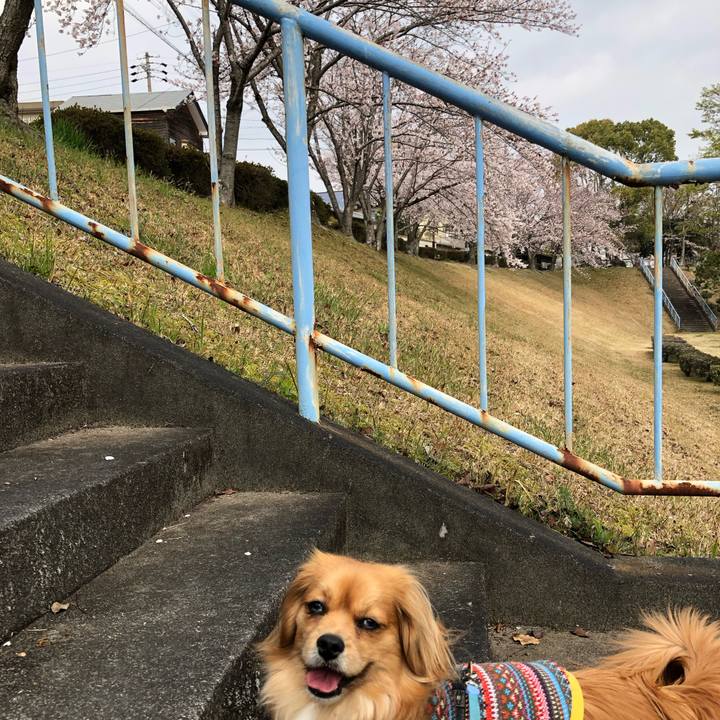 2a7ade77 921a 490a 9344 20a32e2abfa4 1554505727664