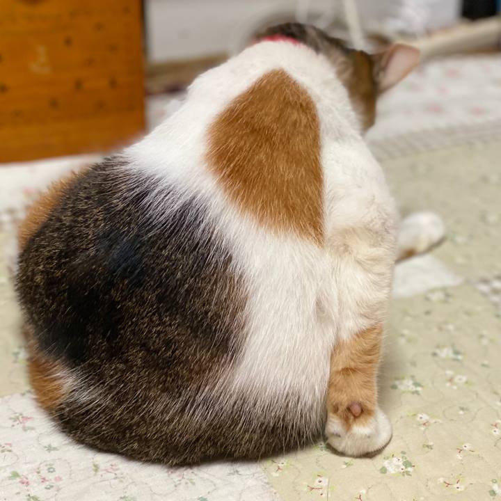 2a7d3c8f 1b0b 42ce aa44 161882b0a938 1596594181559