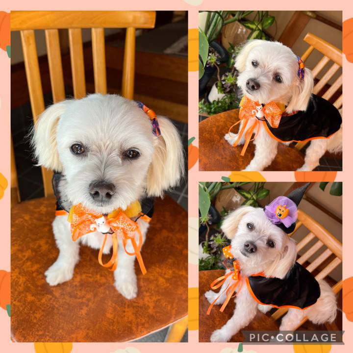 2a7d71ad d117 46ee be65 519dc5870d9c 1667209541079