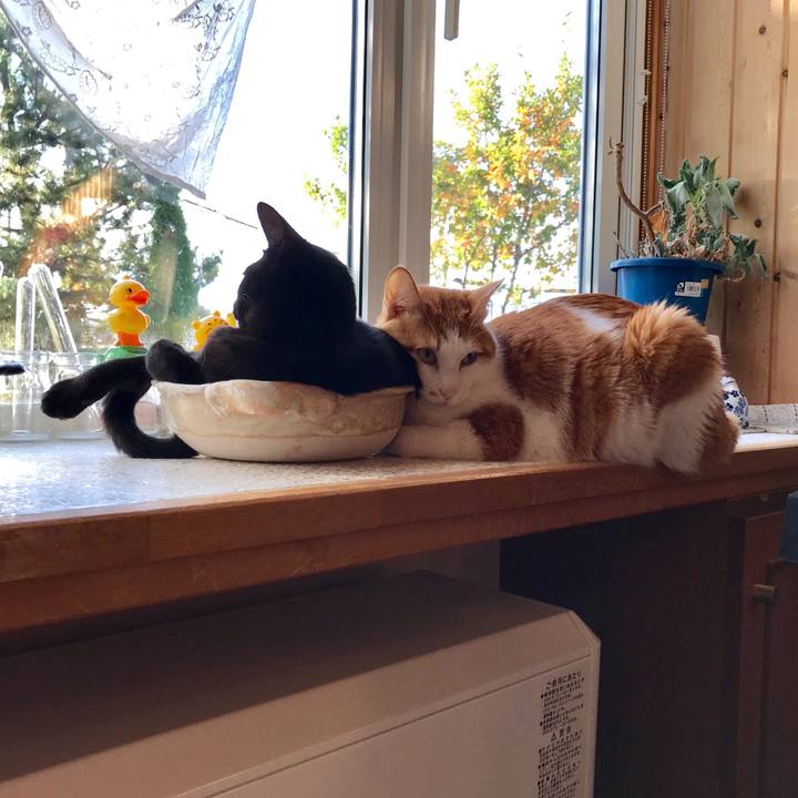 2a886ad6 4ddd 44c8 b2c0 a4f17dbbc615 1571004399260