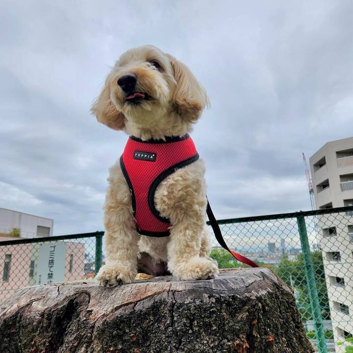 2a897f83 5a86 484c a33f bb40576443a6 1762349970937