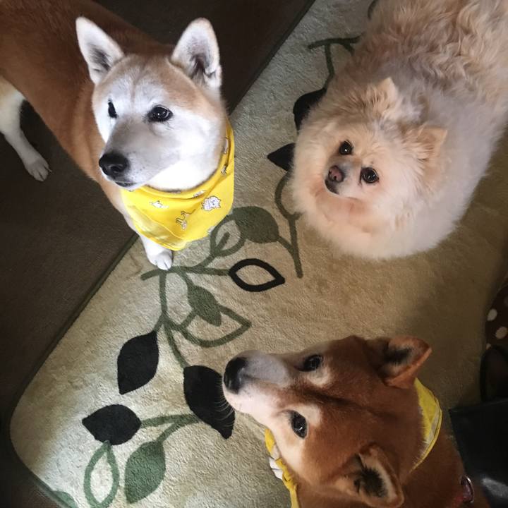 2a8b61c9 6e68 40a8 ab82 7edf1eb73d50 1512341415772