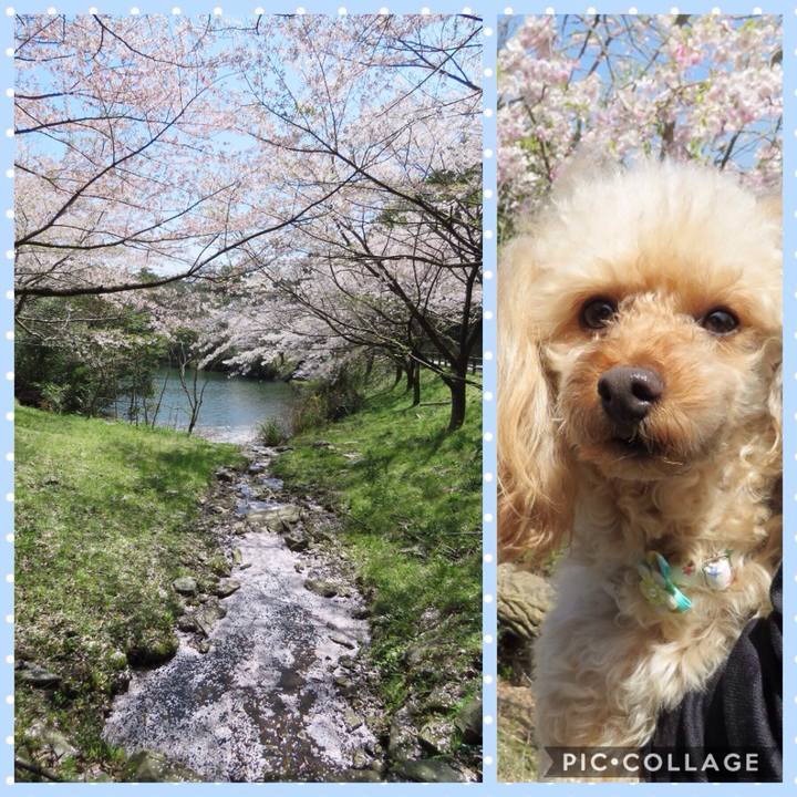 2a8e395f 8fb0 437f 8d04 d0ca1f63827d 1554544046048