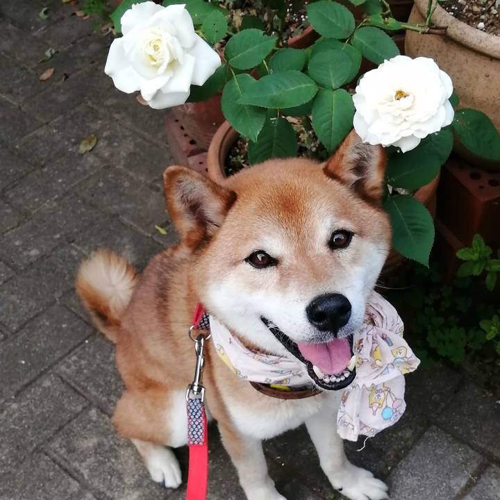 2a8fd4b9 38c6 4c74 8111 22e1a8a5581f 1623399453763