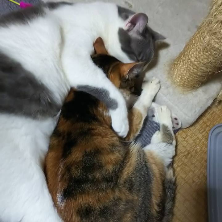 2a90fd41 5eb7 4900 b723 2d7e80e60f12 1545802586462