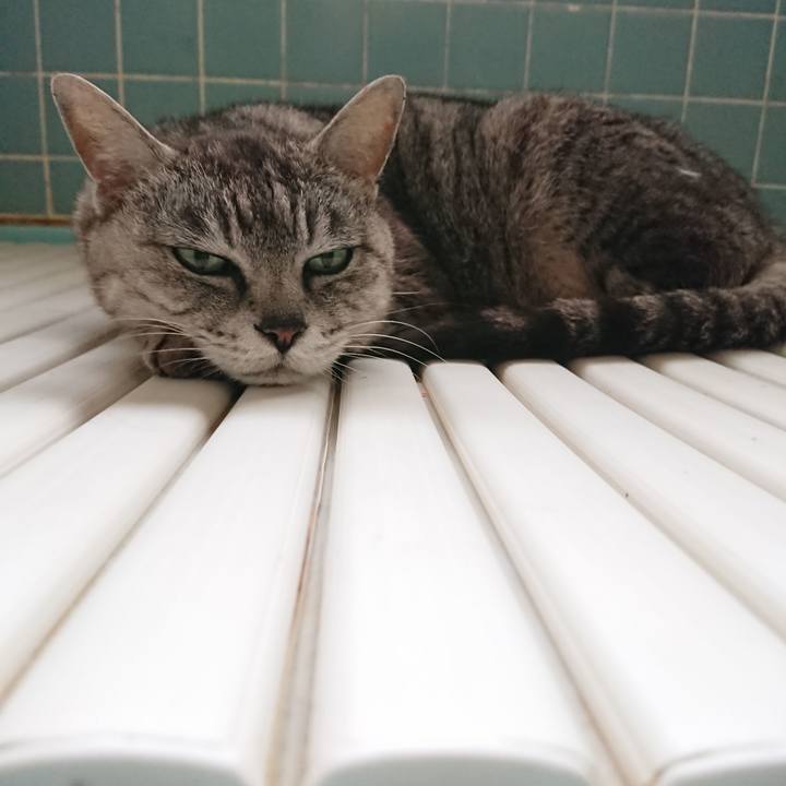 2a93ccf2 470d 423d a58c ac483c9f8843 1562789196401