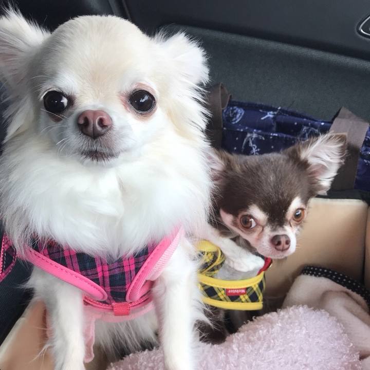 2a955ace 37c0 40a3 882a 3642d19bc76b 1511325072175