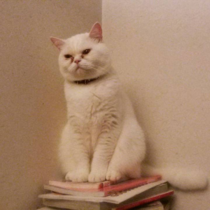 2a964df8 2114 4d0a ace7 c2416bf68950 1543408685939