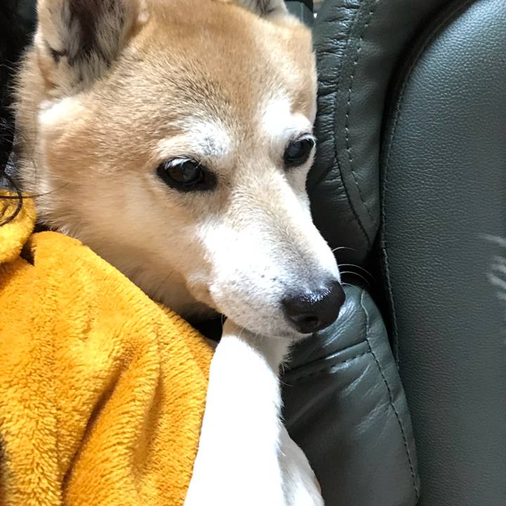 2a97180a c5e5 4c04 b21f ce51ea4913dc 1609248778578