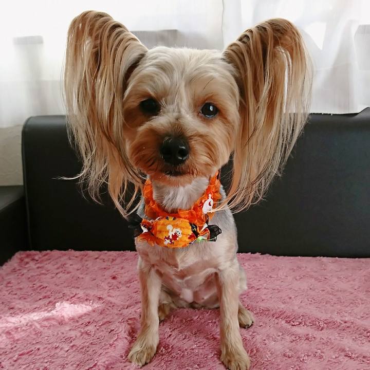 2a98ef13 5296 497e a0d1 10904a8c68a2 1507614273840