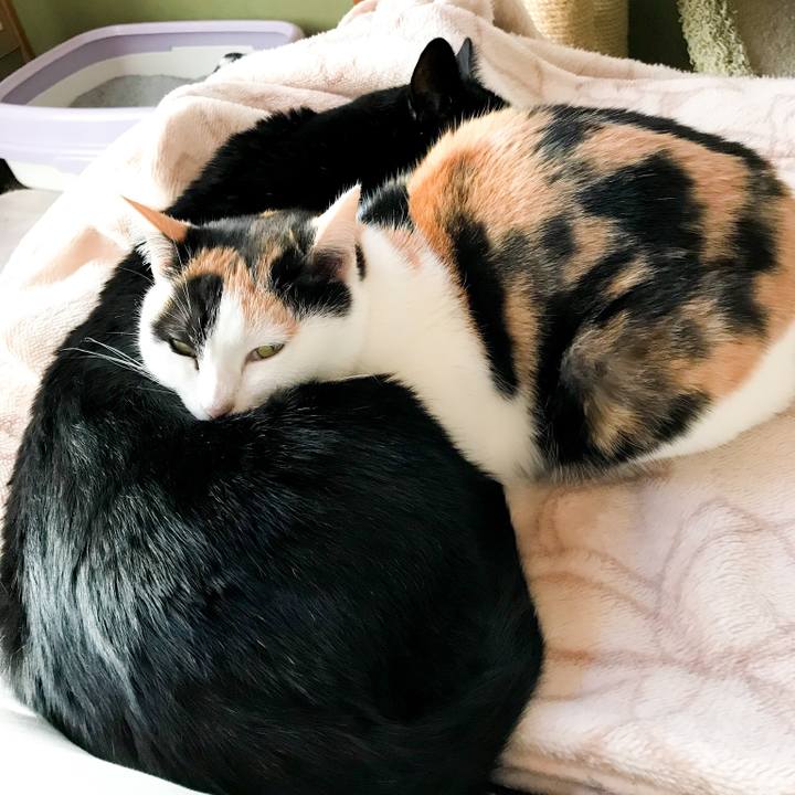 2a9993e7 2279 4fcb a51e 39797830931c 1516287336520