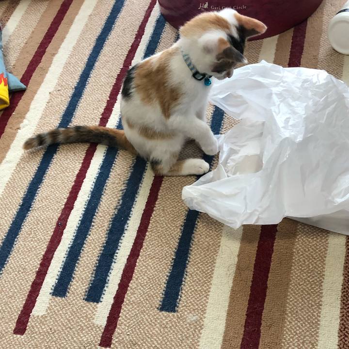 2a9a4fbb 1dd6 40fc 9f42 ebc2a9d76956 1564011265335