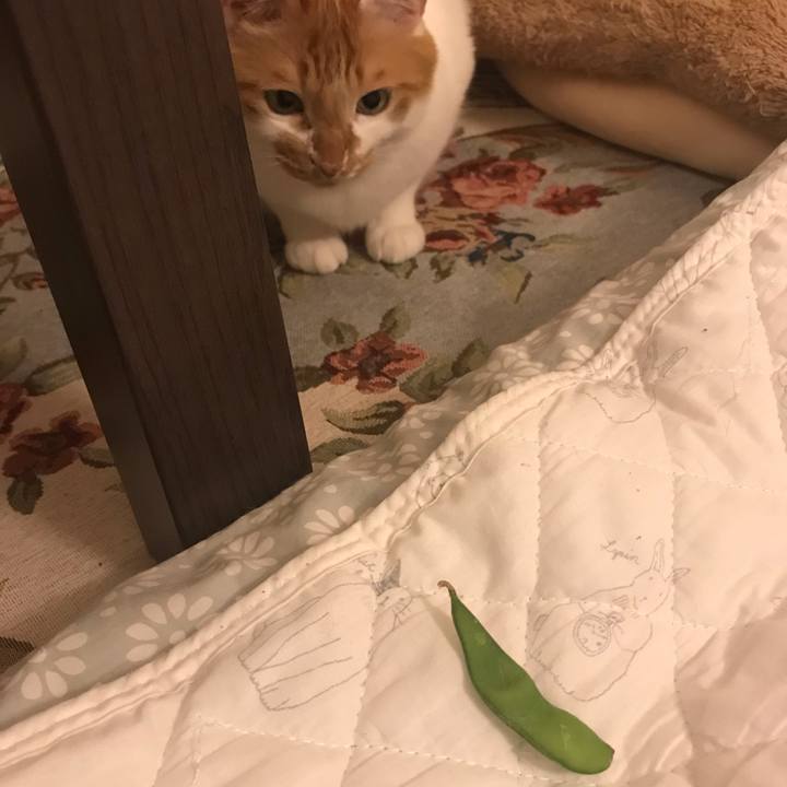 2a9bd3ef 9e97 45e0 8afd 541eba8281b8 1565008622549