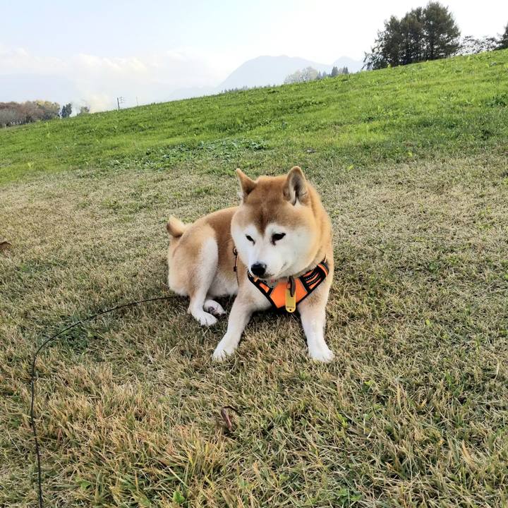 2a9d750a c391 483b 8866 267fe5b678ff 1604813127164