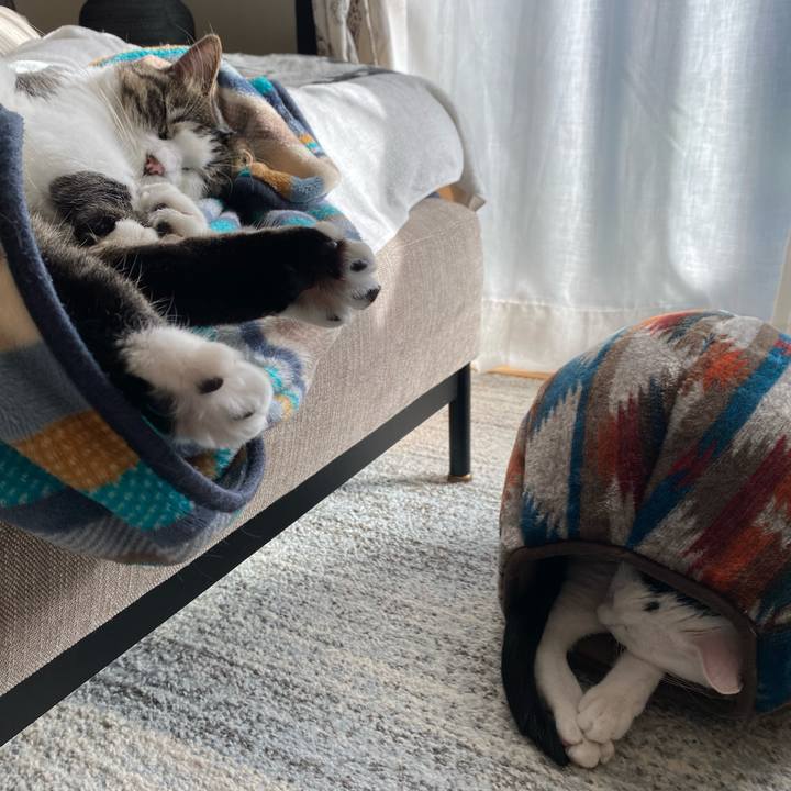 2a9fc730 fe75 4ead a6b4 4bbc256d67c5 1704505288368