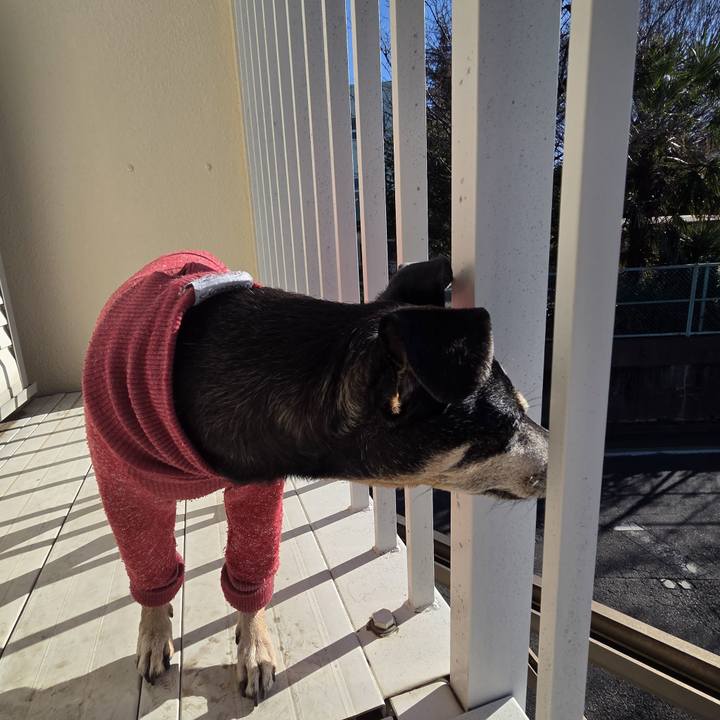 2aa1ab6e afbf 496e a234 e0d633c6f280 1766897302342