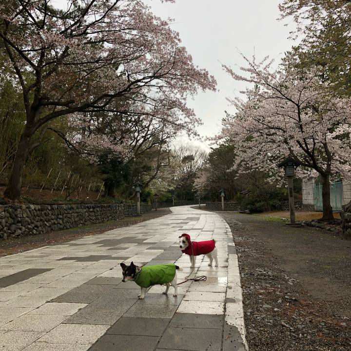 2aa1ae83 b0c8 42b9 94e8 91f22d438abc 1523245297215