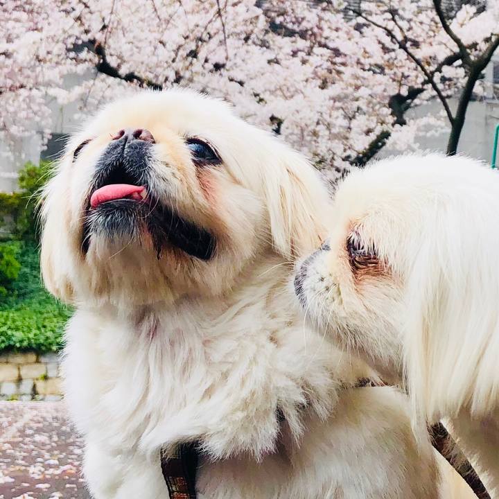 2aa1b6bf 4517 49fb a0be ead2145d2d0c 1585534983472