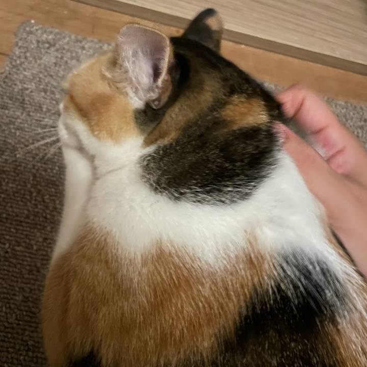 2aa241c1 9d77 4e43 9388 abbdc428b2f0 1696103450476