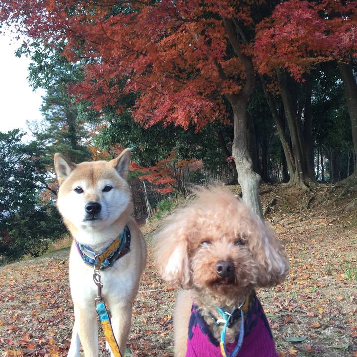 2aa2ed80 008d 4257 80d3 ff79127fa7b8 1512118754715