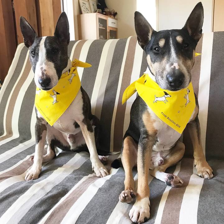 2aa4facd d597 4ce0 8053 159a2d9d6526 1524371031262