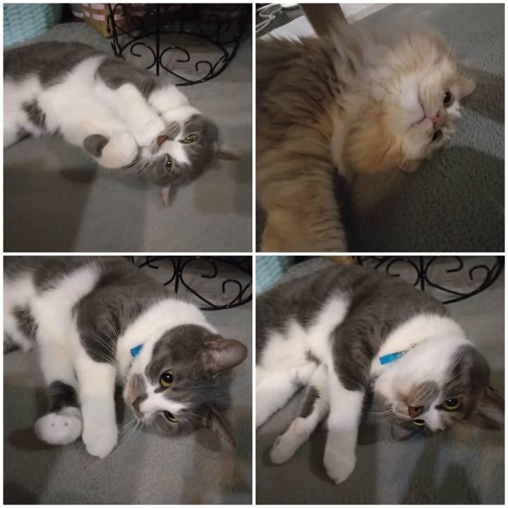 2aa70b54 958a 42c8 b4ae 67e13b9d0375 1682597575045