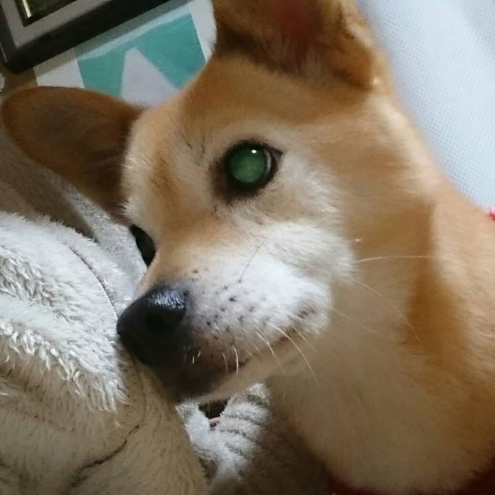 2aa870ae cb67 462e 9efc 0a21cbfc8144 1513861592287