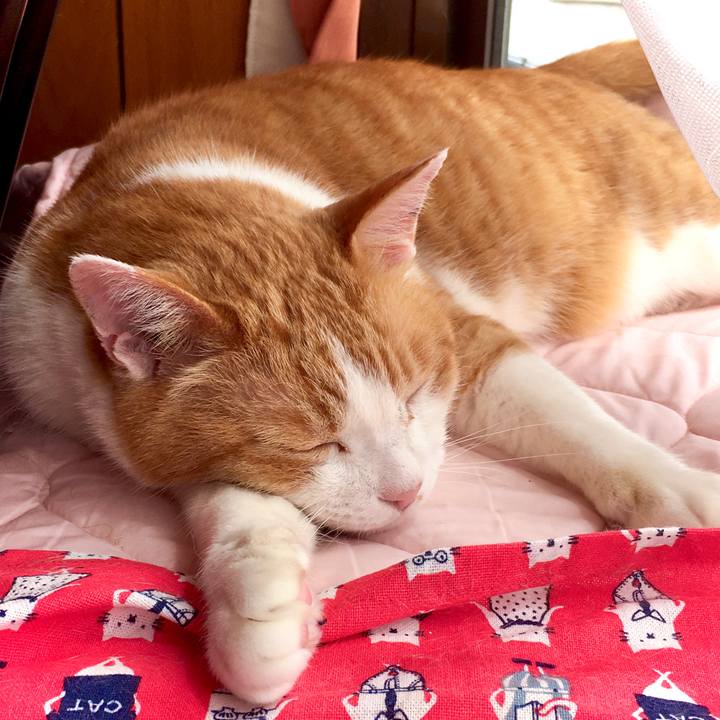 2aab1cbc ceee 4e44 93bf cf779fabc127 1589955816854