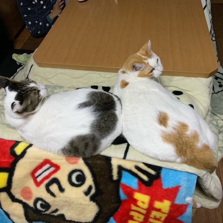 2ab12f48 6dd0 4c0c 8ddb f27b029628a7 1573734948058