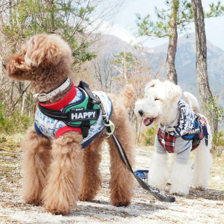 2ab1b39d 56fb 4384 85b0 acbb14f5c91f 1521346517847