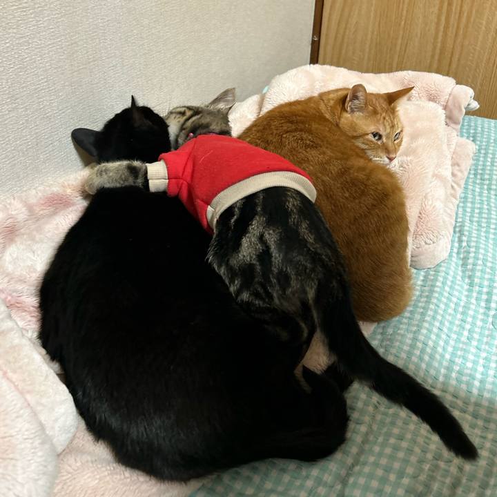 2ab498ff 87e5 4554 8cd1 27262e1c26c5 1730367990927