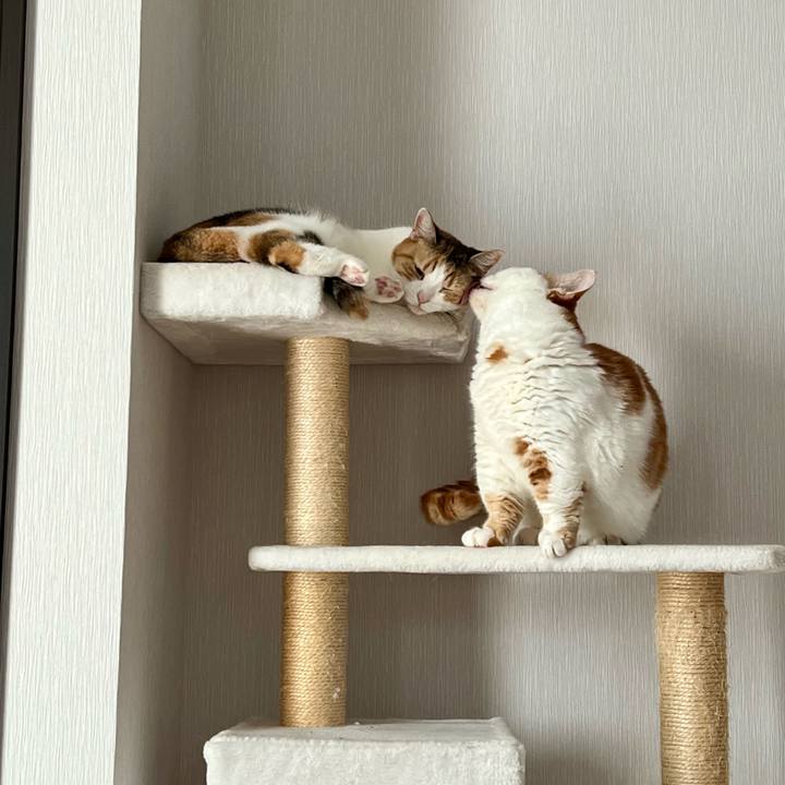 2ab50b63 e85b 48d0 b52d f4b0af1371ea 1756866562136