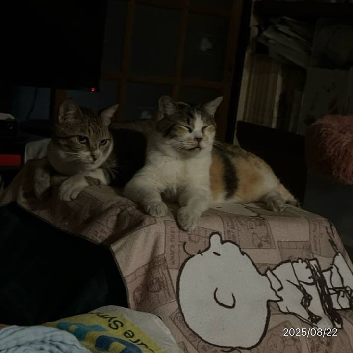 2ab86b7b c53b 4fe8 834d cd897b77b04f 1755813480118