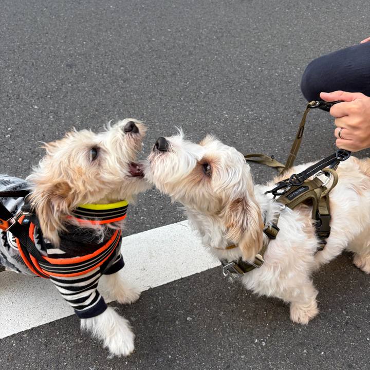 2aba8dad f5c6 46d3 b001 11527d72a7cd 1761604095660