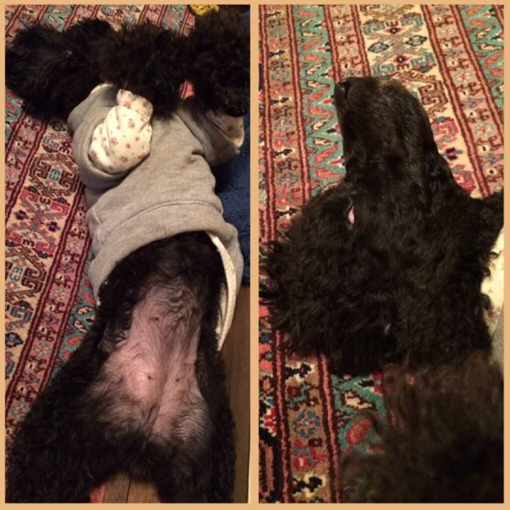 2abd47f2 bc0e 4c87 8026 5c4c1503835a 1547128912631