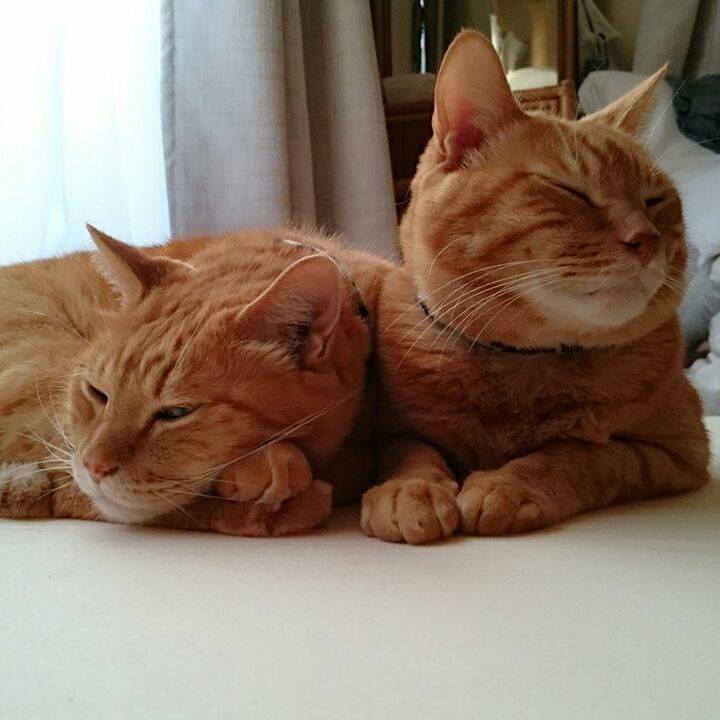 2abd9253 8f23 4d88 a87e cff616f0feec 1540715259902