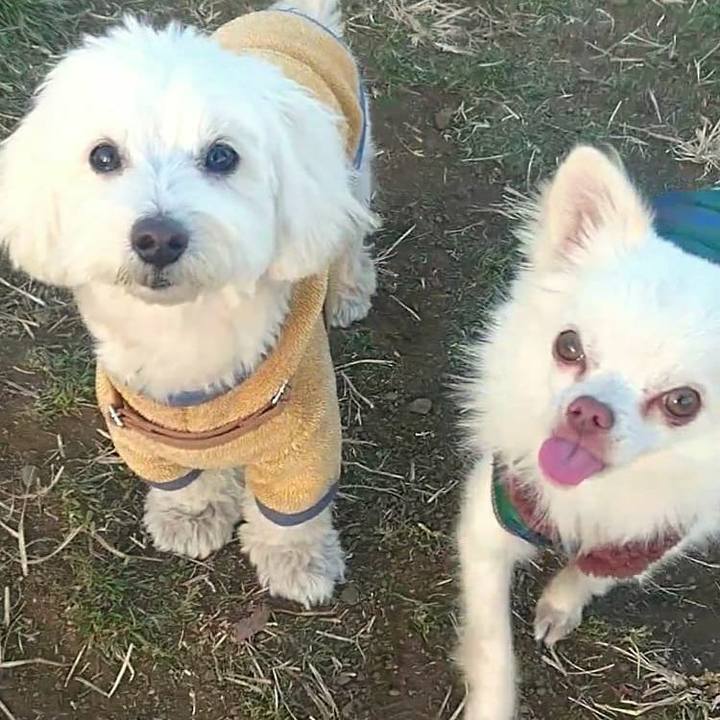 2abee9da e324 4471 a800 c999ec20b251 1515377594976